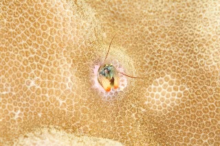 「カンザシヤドカリ(Coral Hermit Crab)」のサムネイル画像