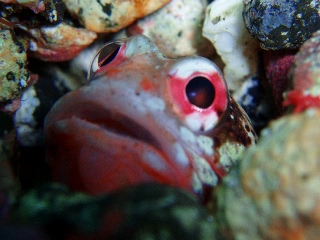 「ジョーフィッシュ」のサムネイル画像