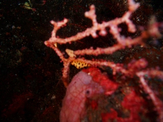 「トラフケボリタカラガイ」のサムネイル画像