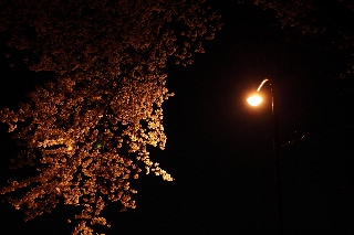 「ソメイヨシノ(染井吉野)」のサムネイル画像