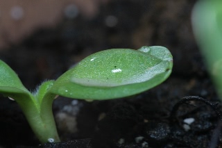「ミニひまわり」のサムネイル画像