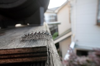 「毛虫」のサムネイル画像