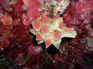 「マボヤ」のサムネイル画像