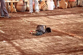 「無題」のサムネイル画像