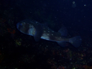 「イシガキフグ」のサムネイル画像