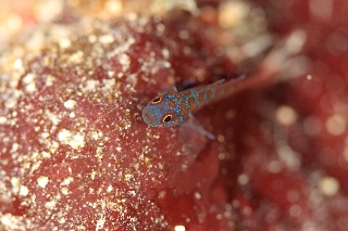 「アオベニハゼ」のサムネイル画像