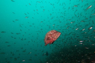 「アザハタ」のサムネイル画像