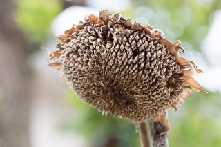 「ヒマワリ」のサムネイル画像