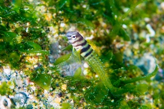 「ナベカ」のサムネイル画像