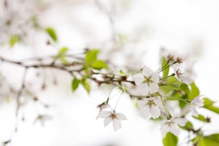 「ソメイヨシノ(染井吉野)」のサムネイル画像