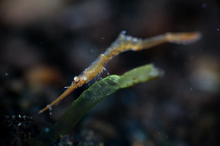 「トガリモエビ属の仲間」のサムネイル画像