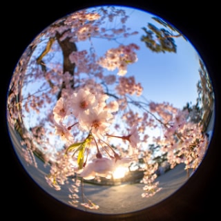 「ヤエベニシダレ(八重紅枝垂)」のサムネイル画像