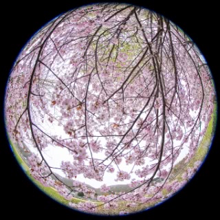 「オオヤマザクラ(エゾヤマザクラ,ベニヤマザクラ)」のサムネイル画像