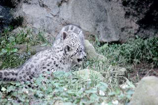 「ユキヒョウ」のサムネイル画像