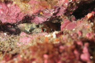 「モンハナシャコ」のサムネイル画像