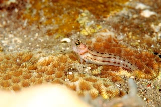 「無題」のサムネイル画像