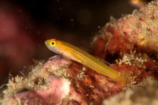 「不明なハゼ」のサムネイル画像