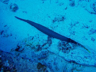 「無題」のサムネイル画像