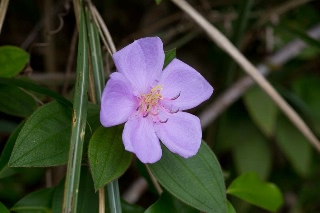 「植物の仲間」のサムネイル画像