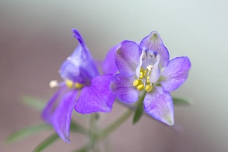 「植物の仲間」のサムネイル画像