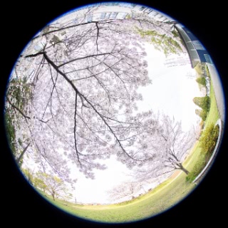 「ソメイヨシノ(染井吉野)」のサムネイル画像