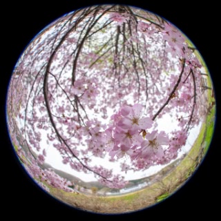 「オオヤマザクラ(エゾヤマザクラ,ベニヤマザクラ)」のサムネイル画像