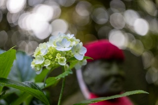 「アジサイ」のサムネイル画像