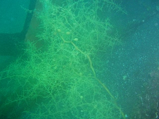 「マメタワラ」のサムネイル画像