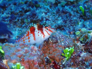 「サラサゴンベ(Coral Hawkfish)」のサムネイル画像