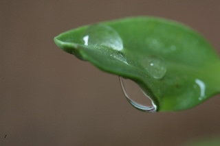 「ミニひまわり」のサムネイル画像