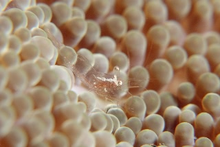 「イソギンチャクエビ」のサムネイル画像