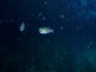 「ネンブツダイ」のサムネイル画像