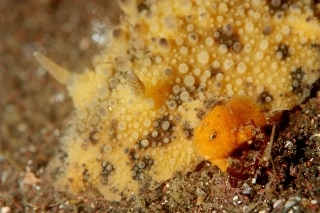 「イザリウオ(カエルアンコウ)」のサムネイル画像