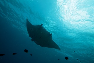 「ナンヨウマンタ」のサムネイル画像