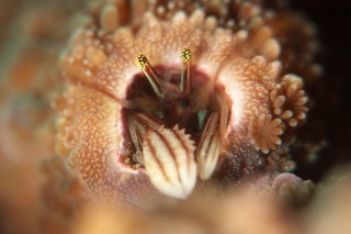 「カンザシヤドカリ(Coral Hermit Crab)」のサムネイル画像