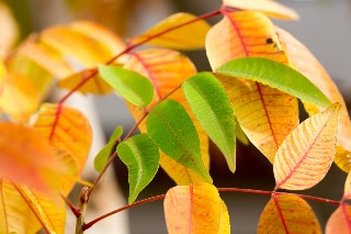 「無題」のサムネイル画像