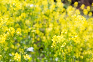 「菜の花」のサムネイル画像