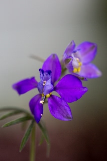 「植物の仲間」のサムネイル画像