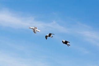 「セグロカモメ」のサムネイル画像