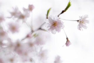 「シダレザクラ」のサムネイル画像