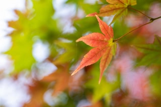 「無題」のサムネイル画像