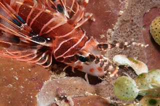 「キリンミノ」のサムネイル画像