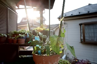 「朝顔」のサムネイル画像