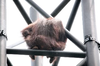 「オランウータン」のサムネイル画像