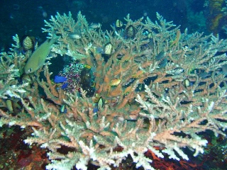 「無題」のサムネイル画像