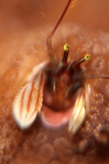 「カンザシヤドカリ(Coral Hermit Crab)」のサムネイル画像