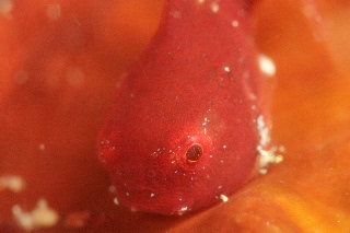 「ダンゴウオ(Lumpfish)」のサムネイル画像