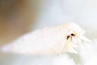 「ツマジロサンゴヤドカリ」のサムネイル画像
