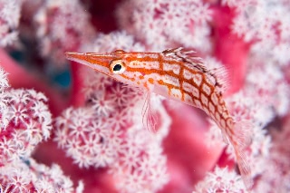 「クダゴンベ(longnose hawkfish)」のサムネイル画像