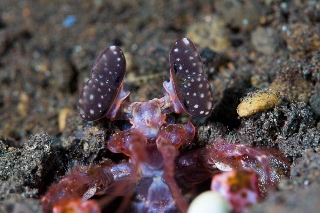 「シャコの仲間」のサムネイル画像